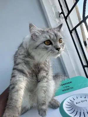 6-12 months Male Purebred Persian