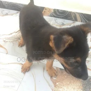 1-3 months Male Purebred German Shepherd