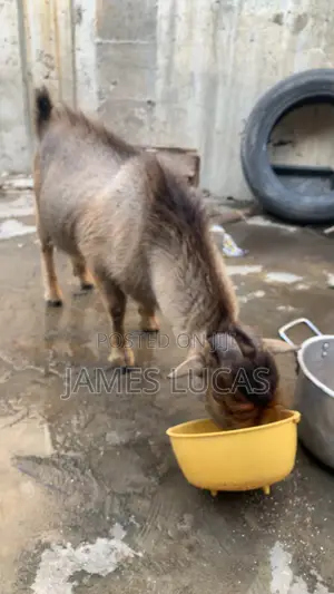 Affordable Matured Male Goat for Sell