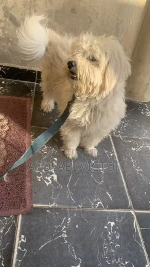 1+ year Male Purebred Lhasa Apso