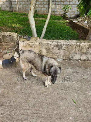 1+ year Female Purebred Caucasian Shepherd