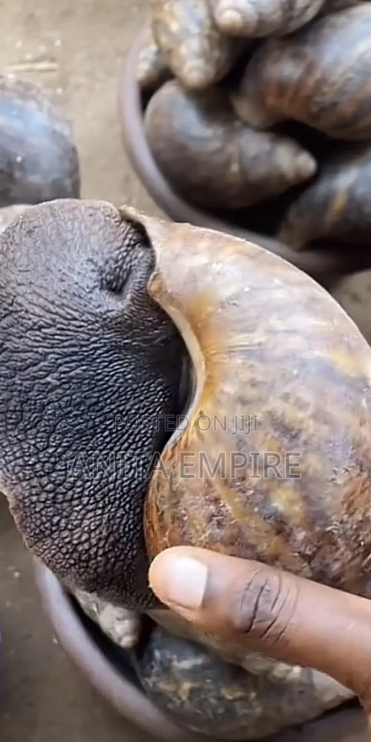 Fresh Snail