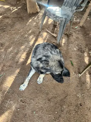 6-12 months Female Purebred Caucasian Shepherd