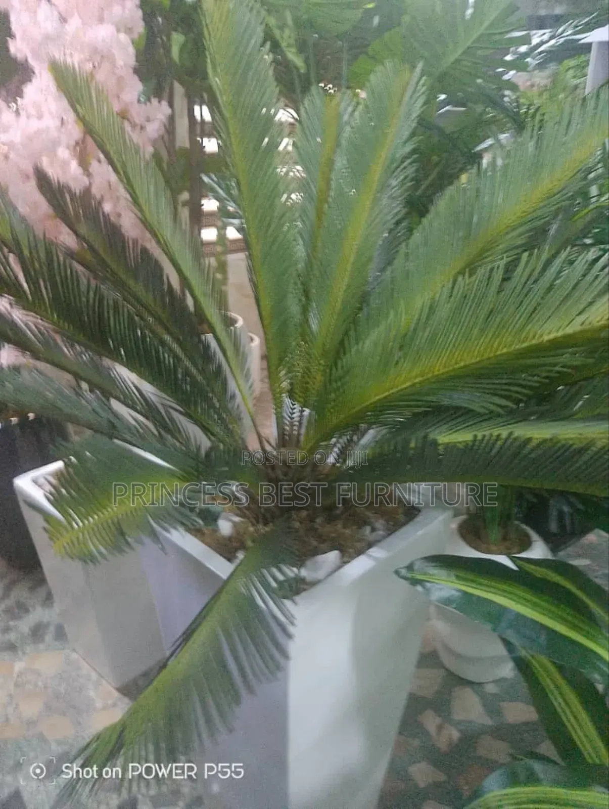 Palm Flower