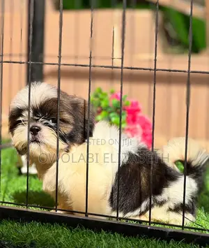 1-3 months Female Purebred Shih Tzu