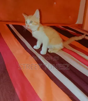 1-3 months Male Mixed Breed Tabby