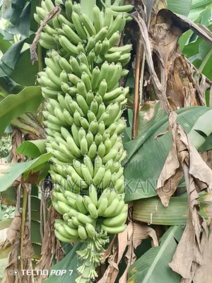 High Yield Banana Suckers for Sale.