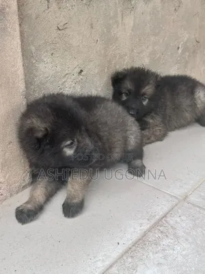 1-3 months Male Purebred Caucasian Shepherd