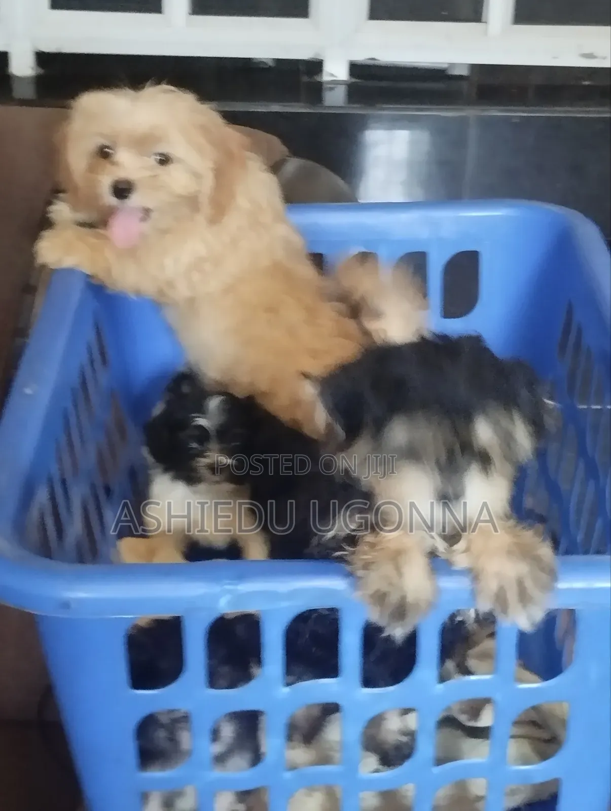 1-3 months Male Purebred Lhasa Apso