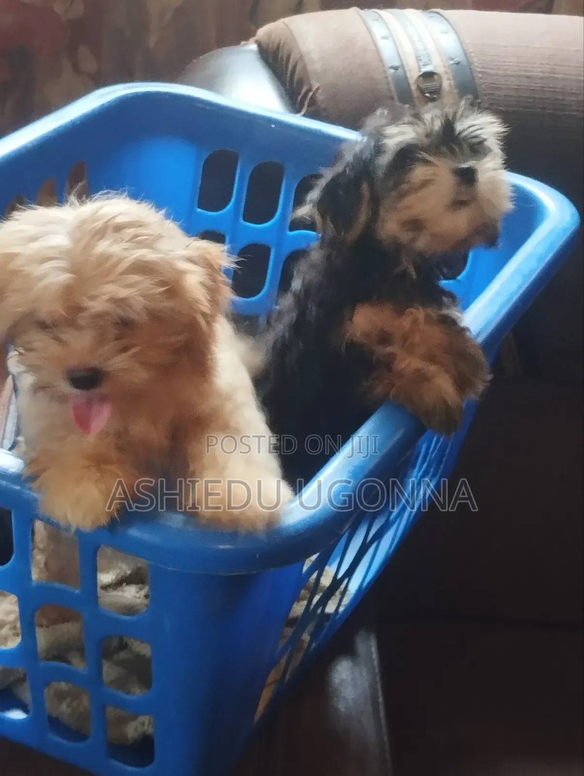 1-3 months Male Purebred Lhasa Apso