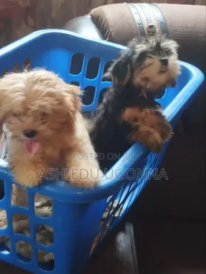 1-3 months Male Purebred Lhasa Apso