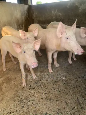 Quality Ality Pigs Available