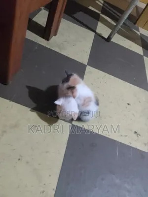 1-3 months Female Mixed Breed Cat
