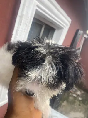 1-3 months Male Purebred Lhasa Apso
