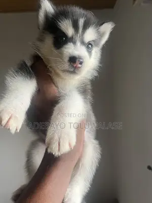 1-3 months Male Purebred Siberian Husky