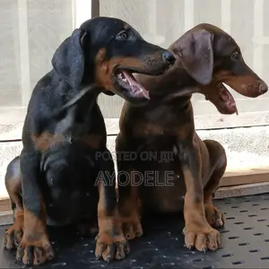 3-6 months Female Purebred Doberman Pinscher