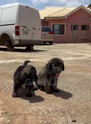 1-3 months Female Purebred Caucasian Shepherd