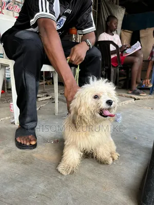 6-12 months Male Purebred Lhasa Apso
