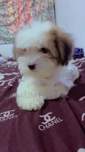 3-6 months Female Purebred Lhasa Apso