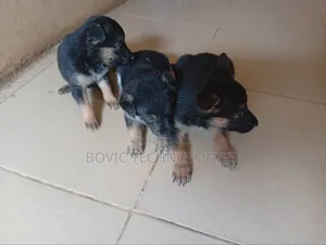 0-1 month Female Purebred German Shepherd