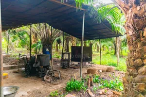 Acres and Hectares of Palmoil Farmland for Sale in Odeda Lga, Abeokuta