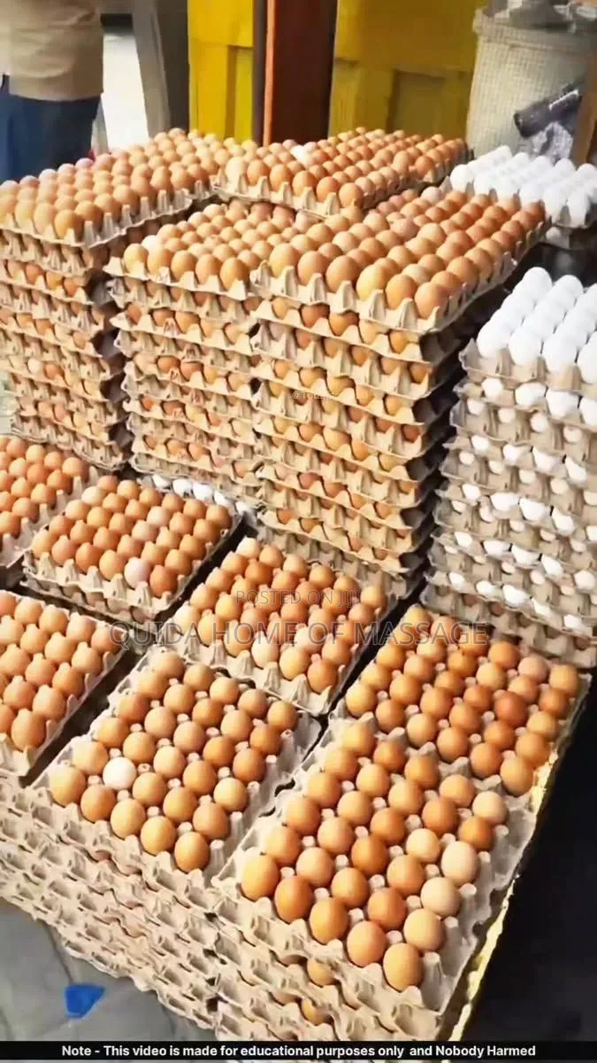 Eggs Wholesale