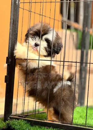 1-3 months Male Purebred Shih Tzu