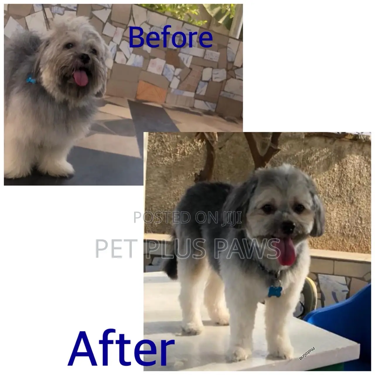 Home Service Pet Grooming