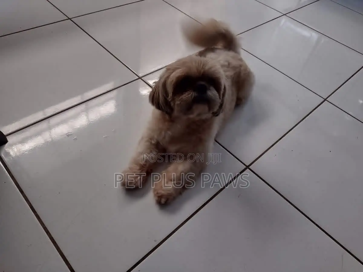 Home Service Pet Grooming