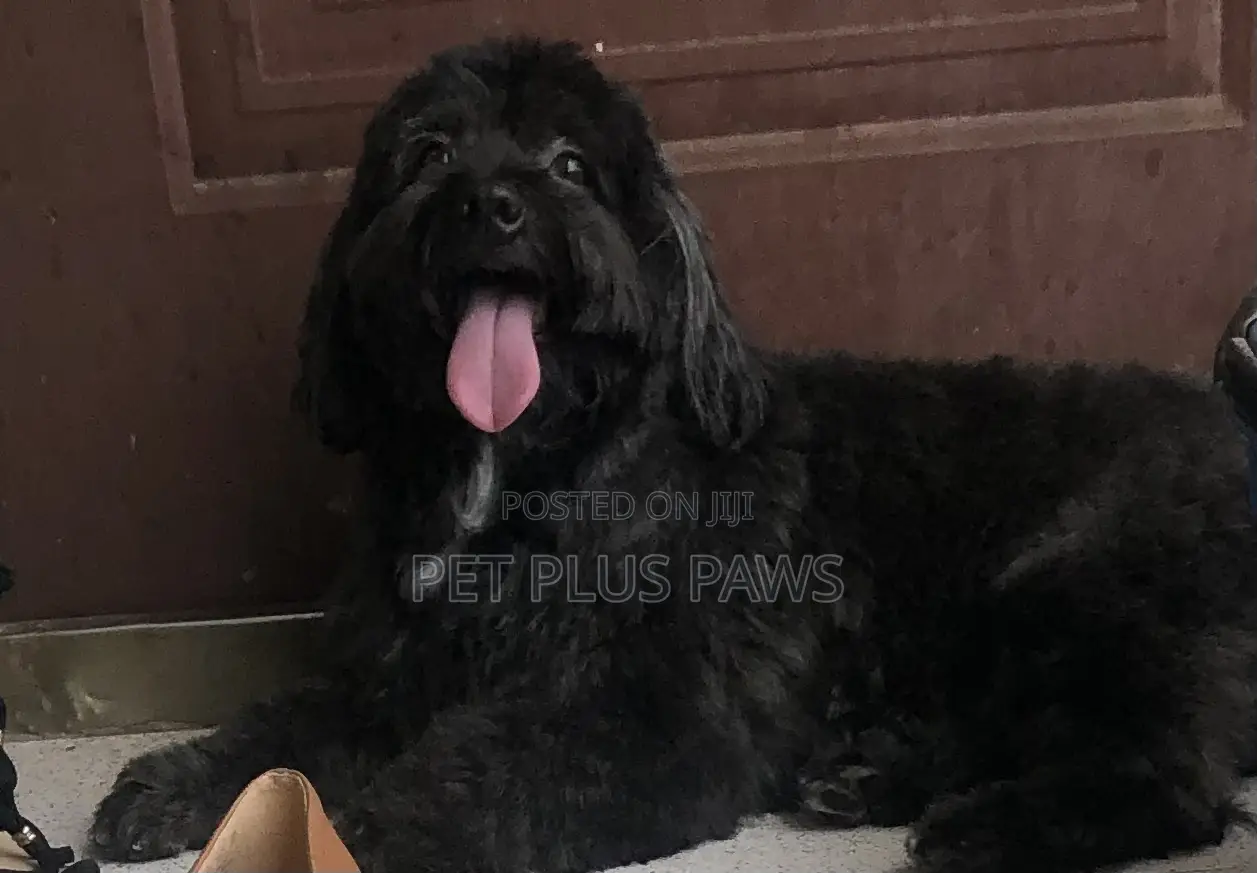 Home Service Pet Grooming