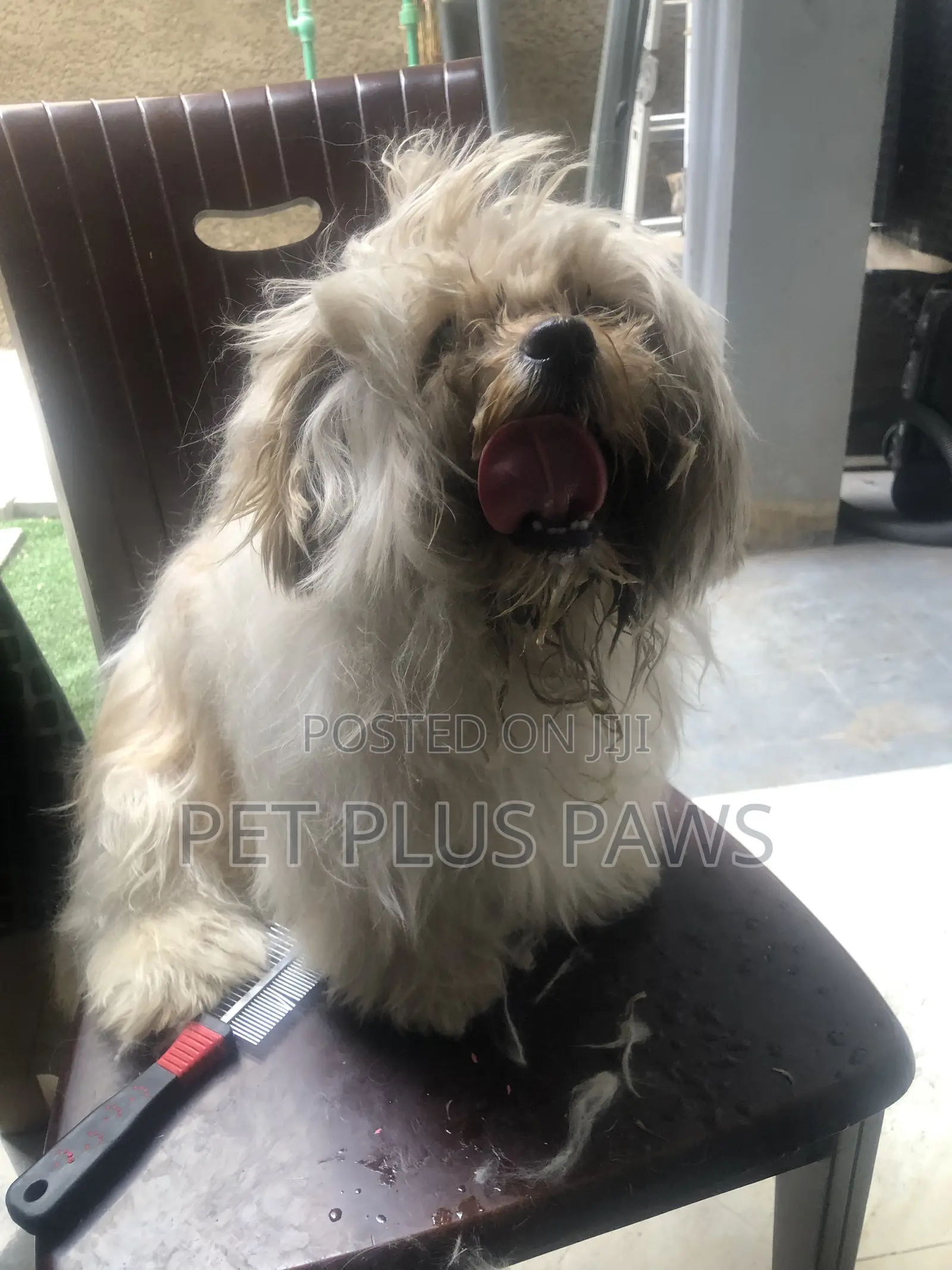 Home Service Pet Grooming