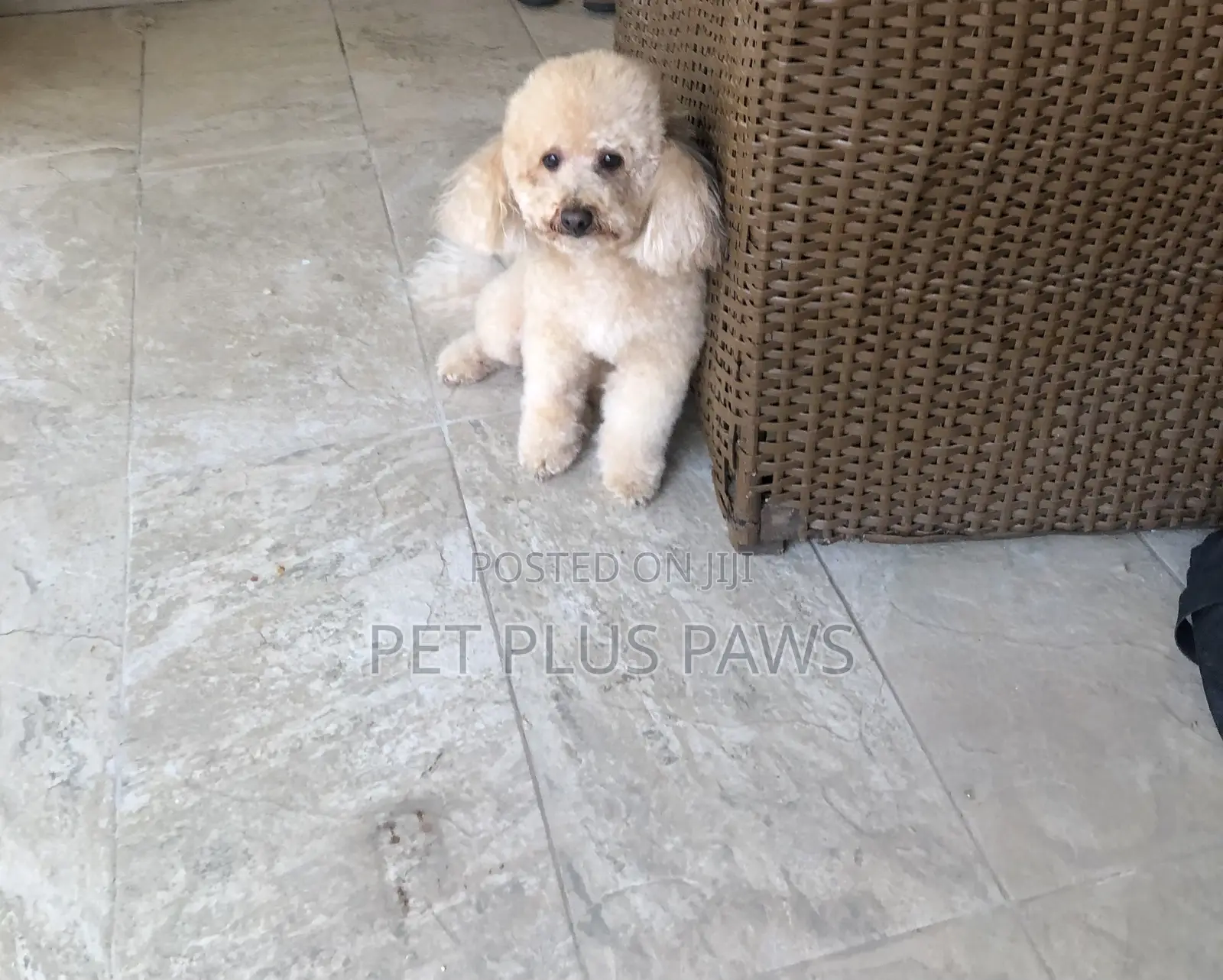 Home Service Pet Grooming