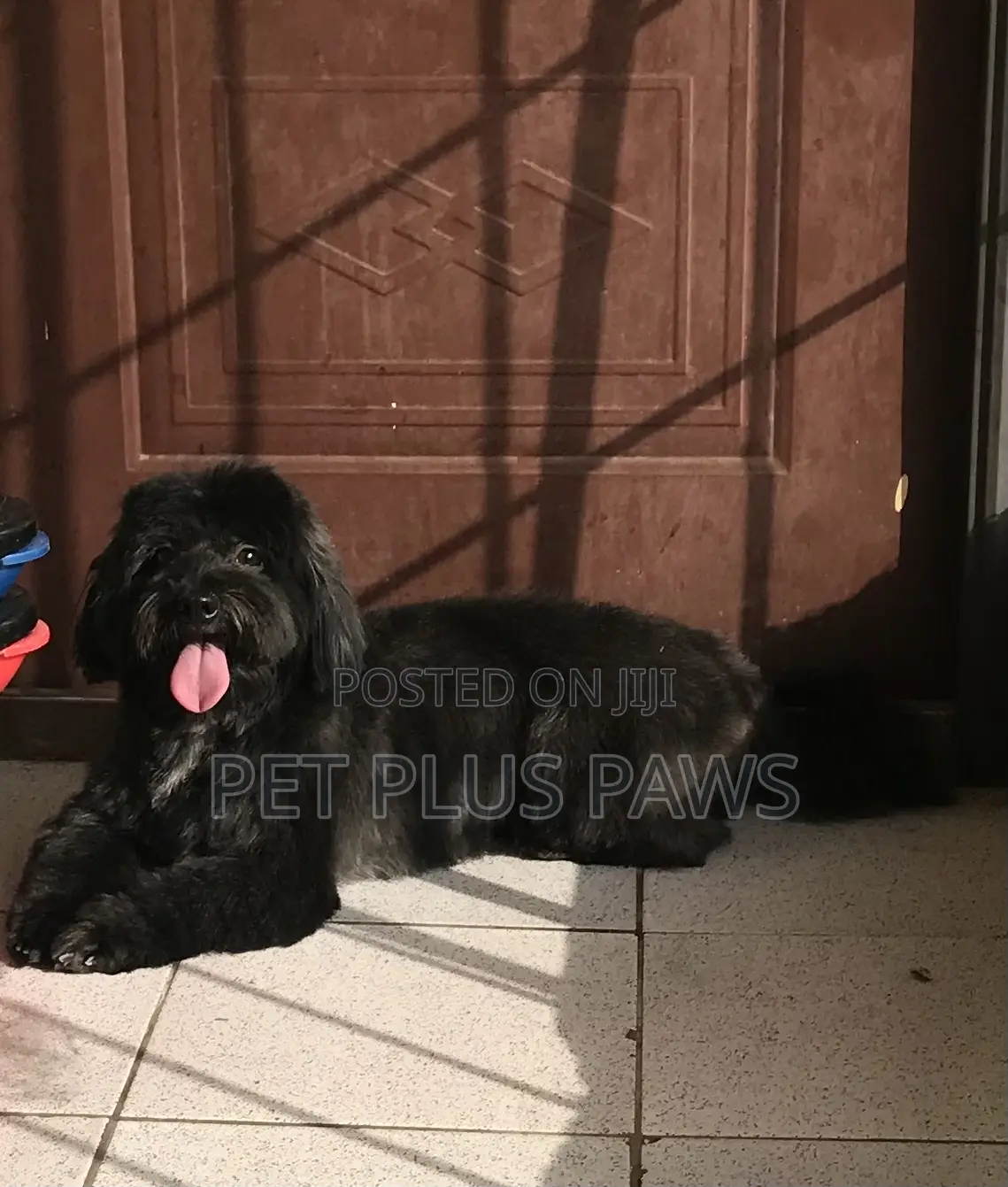 Home Service Pet Grooming