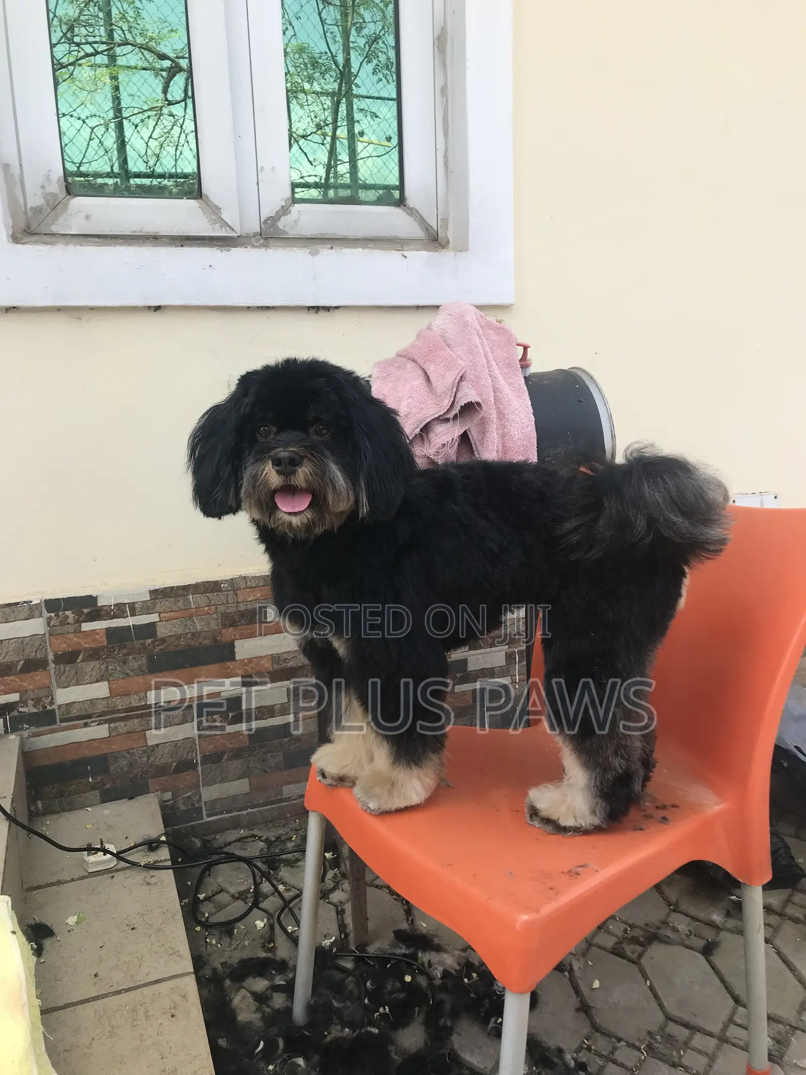 Home Service Pet Grooming