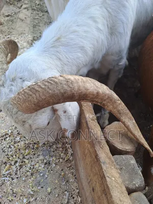 Ileya Rams