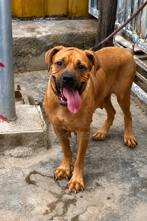 1+ year Female Purebred Boerboel