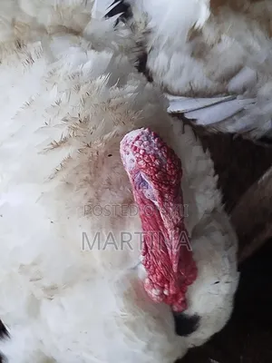 Affordable 1 Year Old Native and Foreign Turkeys