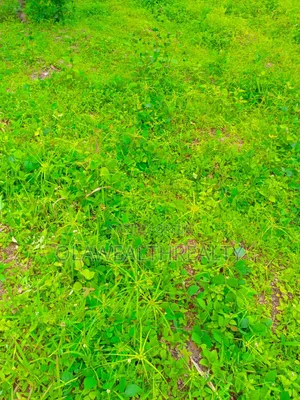 5 Hectares Garden Land at Gudu