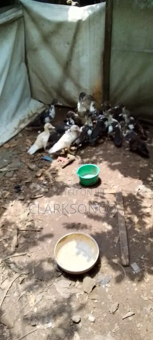 Male Muscovy Ducks