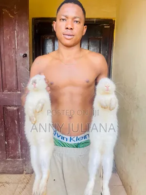 Rabbit Advertisement in Ijebu Ode