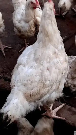 Broilers for Sale