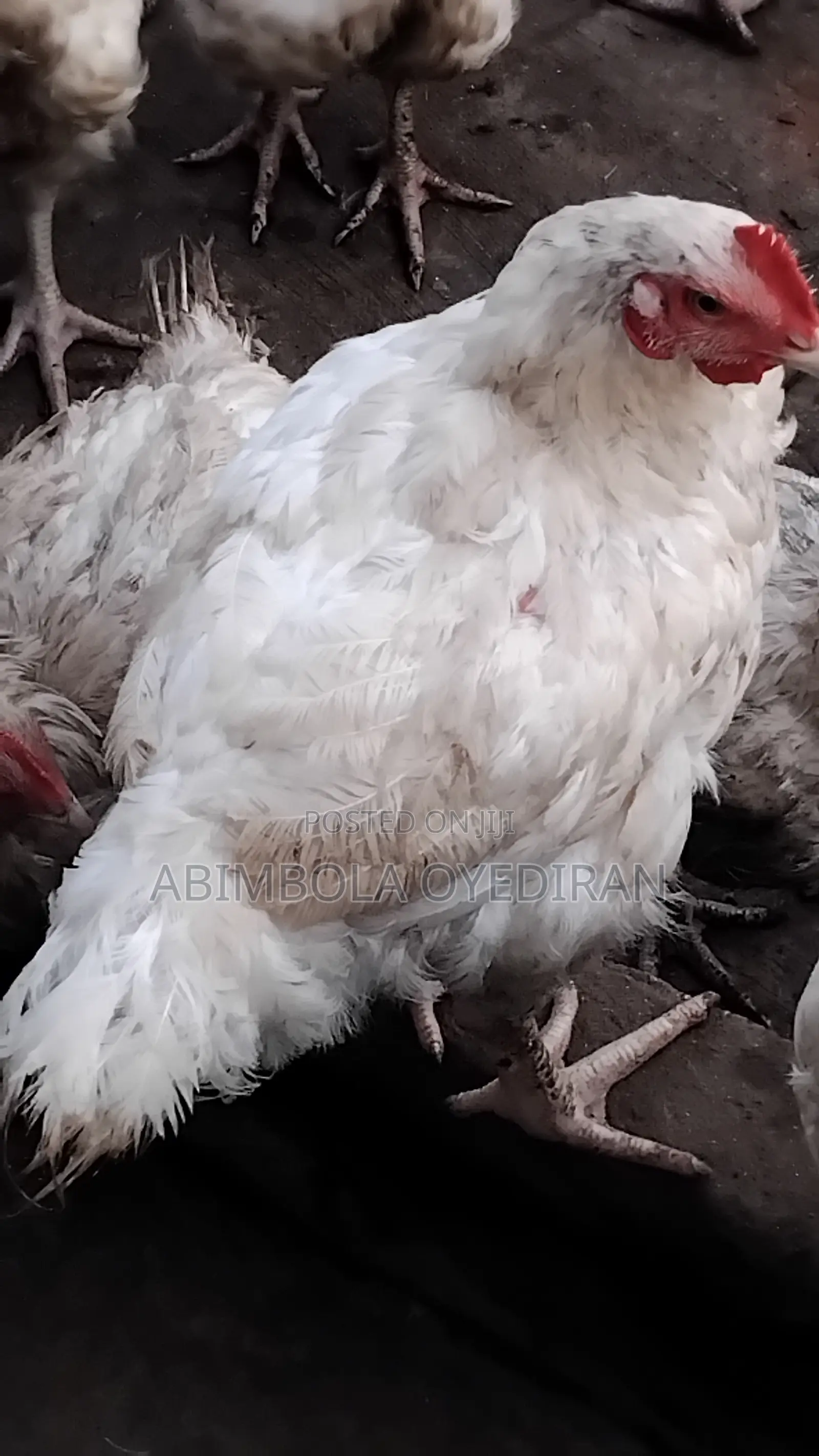 Broilers for Sale
