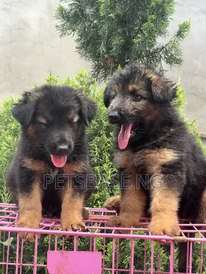 1-3 months Male Purebred German Shepherd