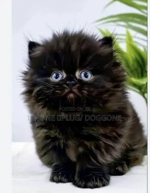 1-3 months Female Purebred Persian