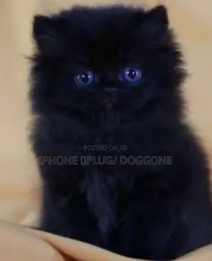 1-3 months Female Purebred Persian