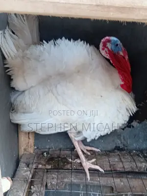 6 Month Old Turkey for New Home