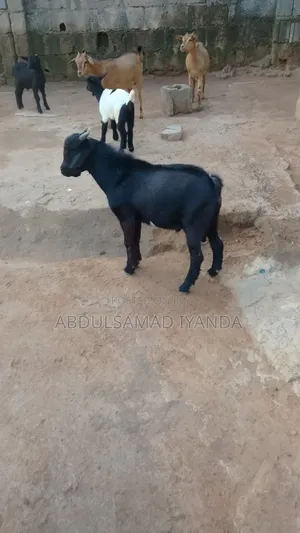 Goats,Rams, Grasscutters, Rabbits, Birds