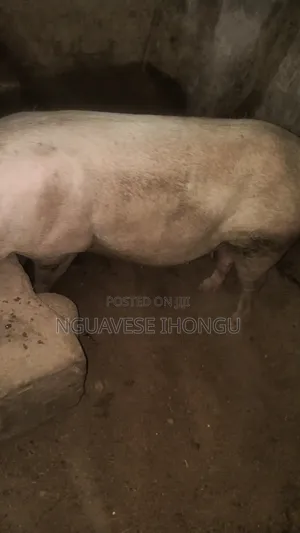 A Live Pig Weighing 150kg Is Up for Sale in Makurdi, Benue State