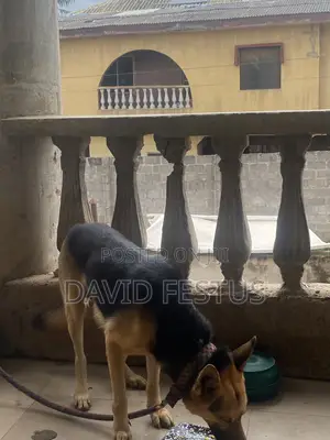 1+ year Male Purebred German Shepherd