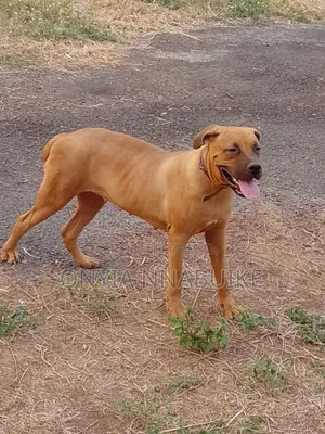1+ year Female Purebred Boerboel